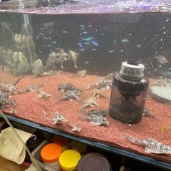 キングロイヤルべコルティア　キンペコ 熱帯魚
の画像