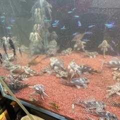 キングロイヤルべコルティア　キンペコ 熱帯魚
の画像