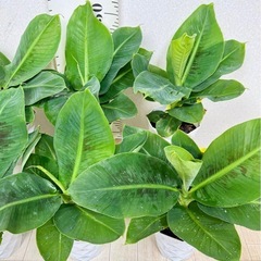【植物】バナナ苗 オリエンタルドワーフの画像