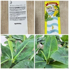 【植物】バナナ苗 オリエンタルドワーフの画像