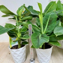 【植物】バナナ苗 オリエンタルドワーフの画像