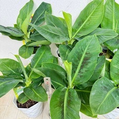 【植物】バナナ苗 オリエンタルドワーフの画像