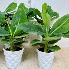 【植物】バナナ苗 オリエンタルドワーフ
