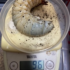 ヘラクレスオオカブト3齢幼虫ペア