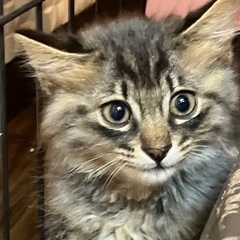 キジトラ長毛