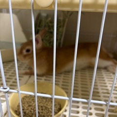 うさぎの引き取り先を探してます
