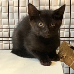 能天気な黒猫
