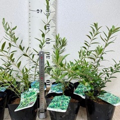 【植物】オリーブ苗 5株セット