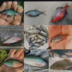 ③日淡・ガサガサ採集、フィッシングメンバー募集のお知らせ　…