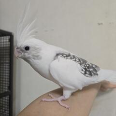 オカメインコ WF(ホワイトフェイス)ヘビーパールパイド …