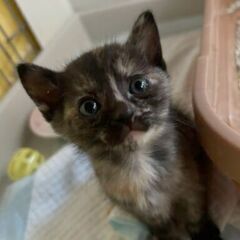 １ヶ月半！サビ猫おめめキラキラ、ちこちゃん