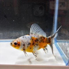 金魚　ブリストル朱文金