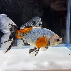 金魚　ブリストル朱文金