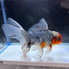 金魚　東錦の画像