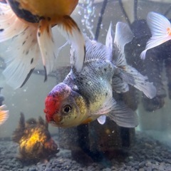 金魚　東錦の画像