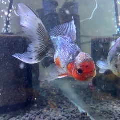 金魚　東錦の画像