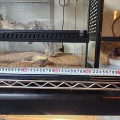 爬虫類ケージ6の画像