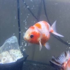 金魚　桜錦の画像
