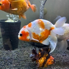 金魚　桜錦の画像