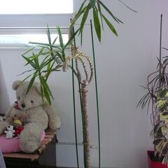 観葉植物