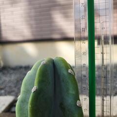 柱サボテントブランチ　トゲ無し　の画像