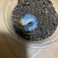 ギラファノコギリクワガタ幼虫