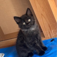 生後2ヶ月黒猫の女の子 しじみちゃん