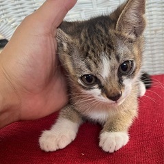 背中の模様が個性的なキジ白ちゃん オス ちょっと怖がりです