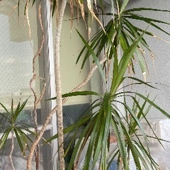 ドラセナ・コンシンネ　鉢植え