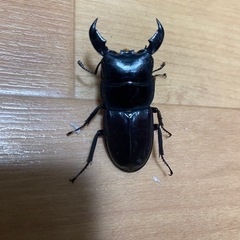 極小スマトラオオヒラタ♂