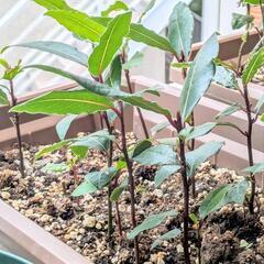 無農薬 実生苗 1本 月桂樹 ローリエ