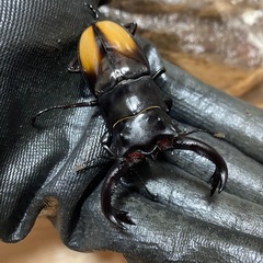 セアカ(パリー)フタマタ
♂