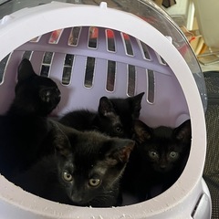 チーム黒猫  4匹