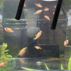 ミッキーマウスプラティ稚魚あげます°･🐠