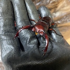 ①フォルスターニシ♂の画像