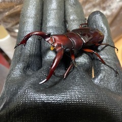 フォルスターニシ♂