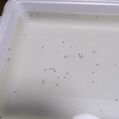 黒天幻龍メダカ　卵と針子