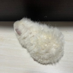 テディモルモット