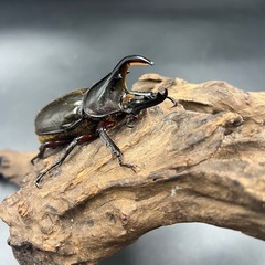【新成虫】DHモリシマイ♂単84mm ※送料事前連絡にて変更可 ※直接受け渡しに変更可の画像