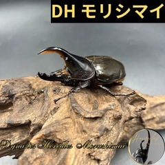 【新成虫】DHモリシマイ♂単84mm ※送料事前連絡にて変更可 ...