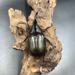 【新成虫】DHモリシマイ♂単84mm ※送料事前連絡にて変更可 ※直接受け渡しに変更可の画像