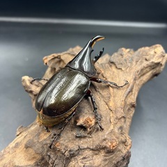 【新成虫】DHモリシマイ♂単84mm ※送料事前連絡にて変更可 ※直接受け渡しに変更可の画像