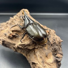 【新成虫】DHモリシマイ♂単84mm ※送料事前連絡にて変更可 ※直接受け渡しに変更可の画像