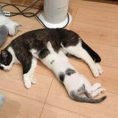 元気なブチ柄の男の子!生後2ヶ月です − 茨城県