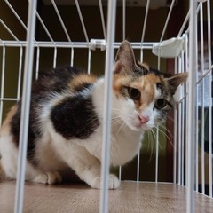 【急募】里親募集 成猫 ミケちゃん 三毛猫 女の子