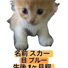 子猫を探しています