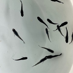 オロチメダカ卵30個