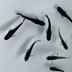 オロチメダカ卵30個の画像