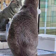 ロシアンブルー系ミックス　5才＆2才親子