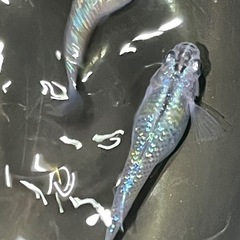 夜桜メダカ(ブルー系)メダカ卵30個の画像